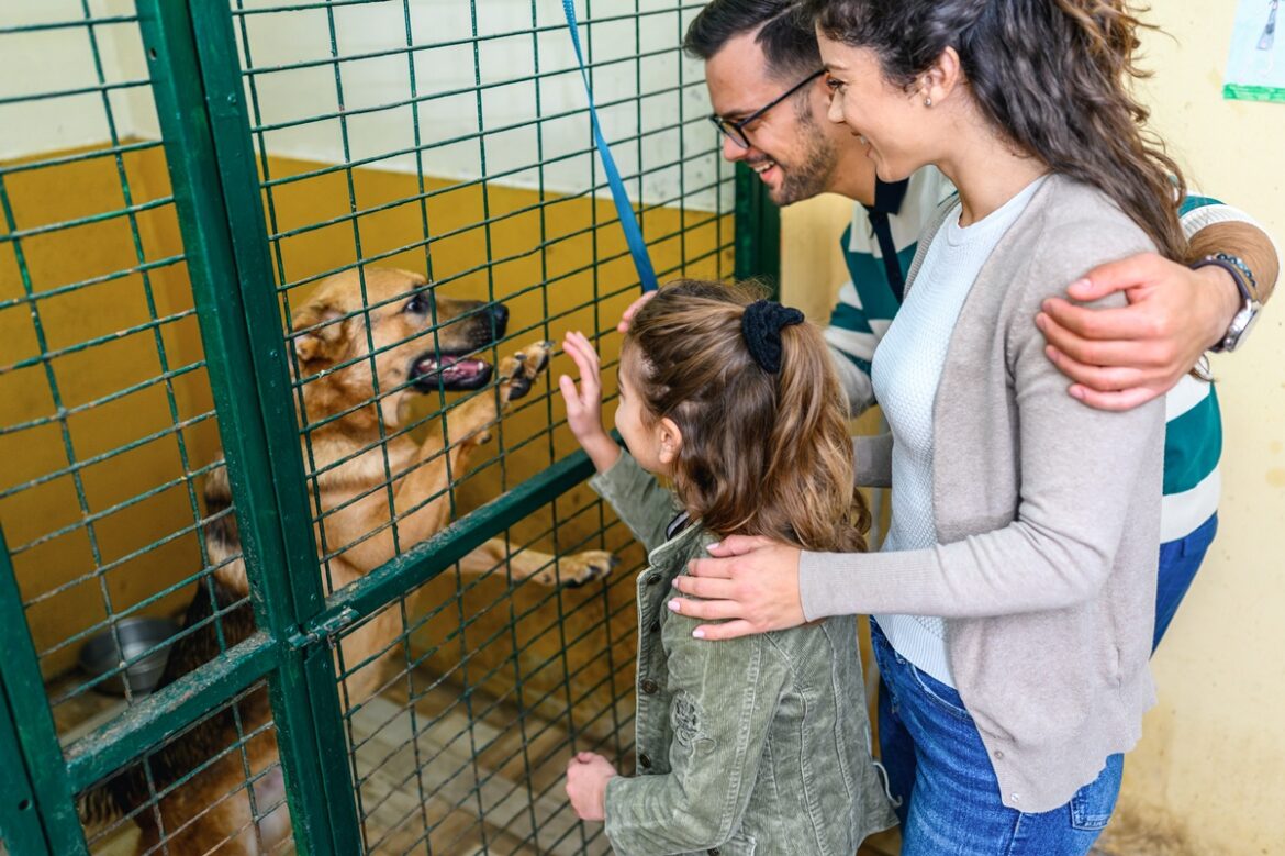 por-que-adotar-um-pet-idoso-pode-transformar-duas-vidas?