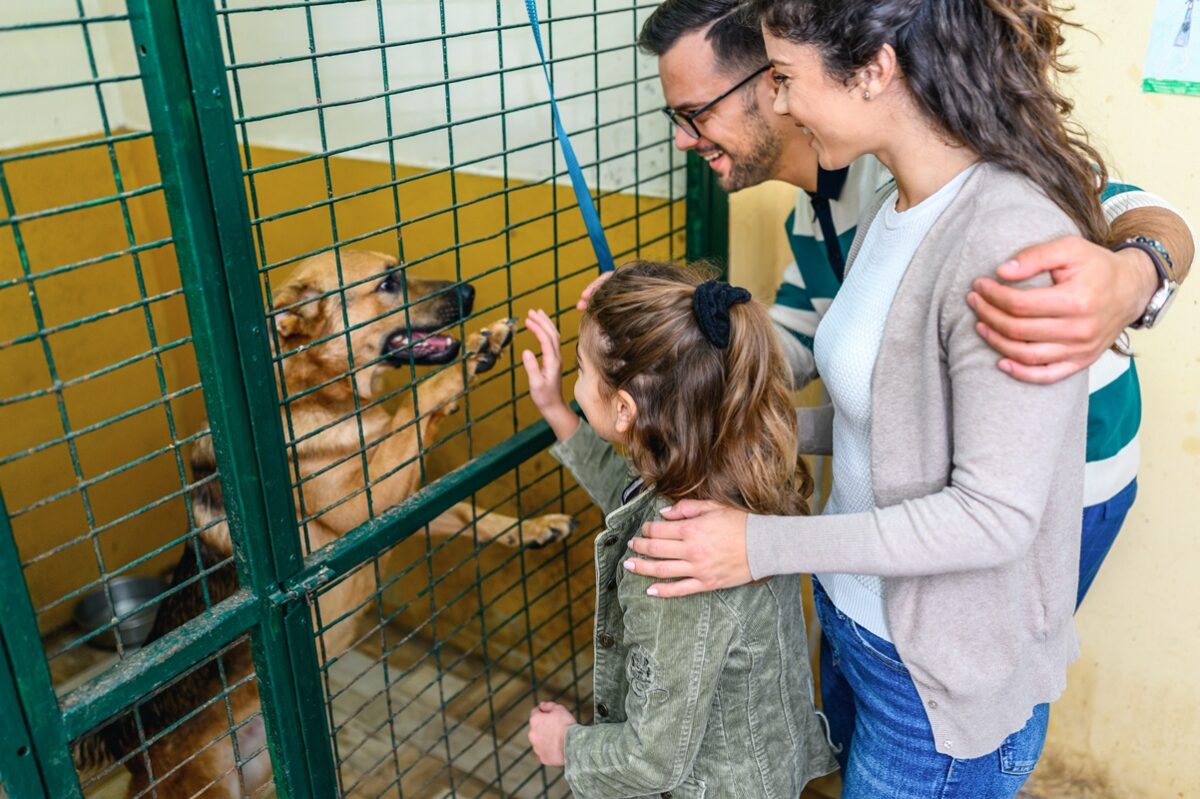 por-que-adotar-um-pet-idoso-pode-transformar-duas-vidas?