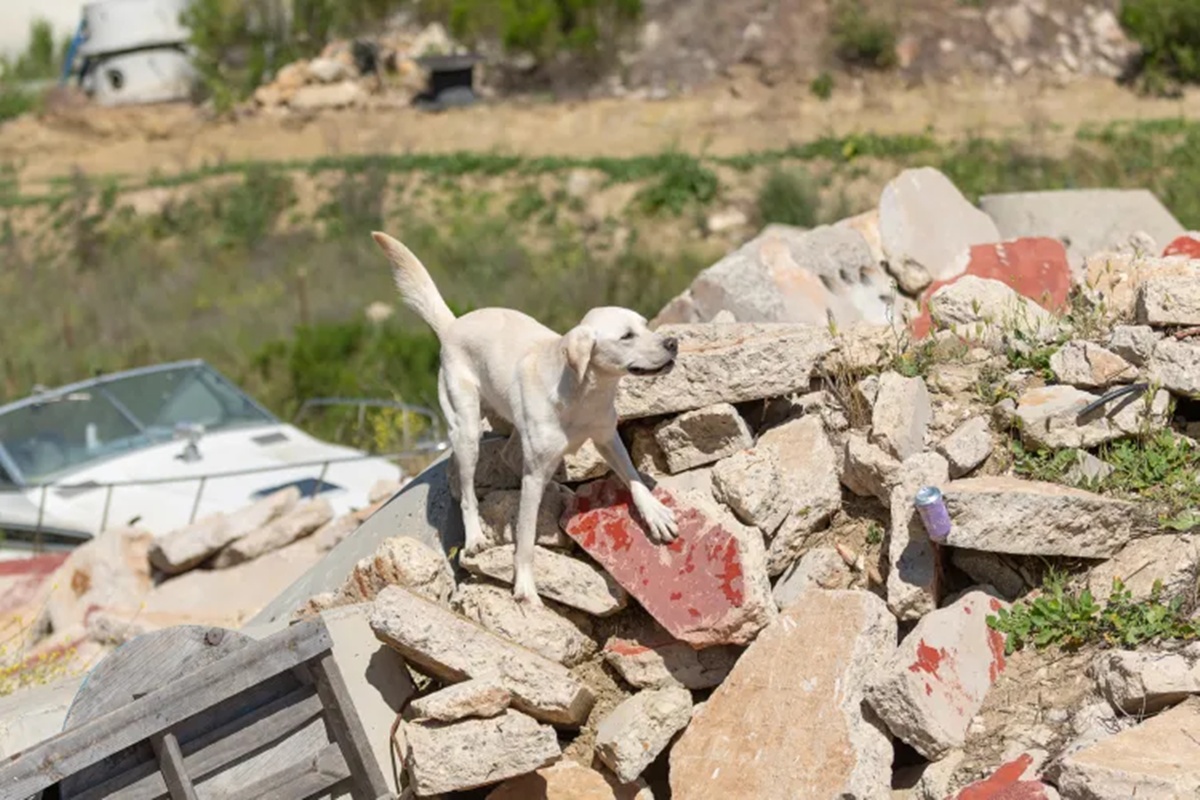 conheca-cam,-cachorro-que-saiu-do-abrigo-para-resgatar-outras-vidas