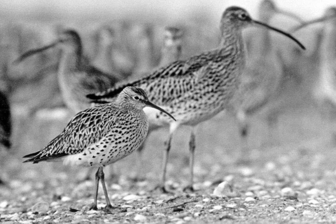 macarico-de-bico-fino:-saiba-como-era-ave-que-foi-declarada-extinta