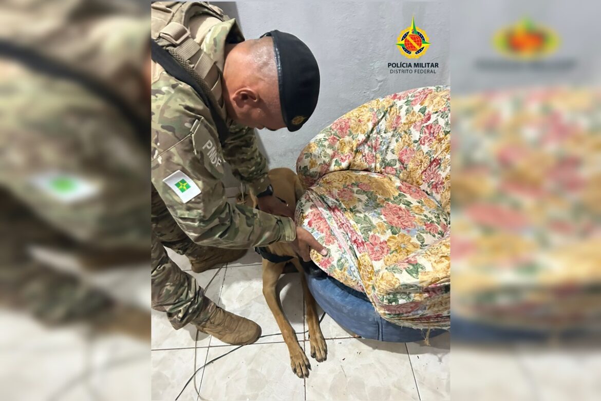 mulher-e-presa-com-porcoes-de-maconha-escondidas-em-poltrona-no-df