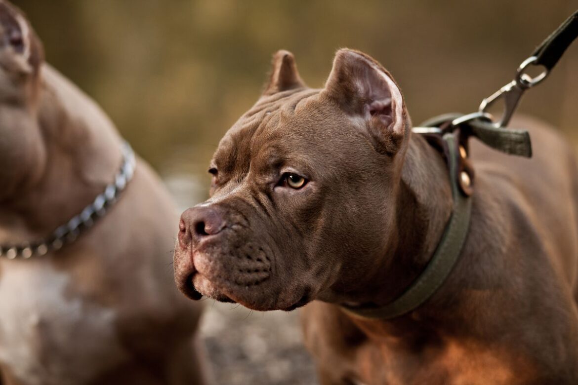 pit-bull-e-mais-11-racas:-veja-caes-proibidos-por-decreto-estadual