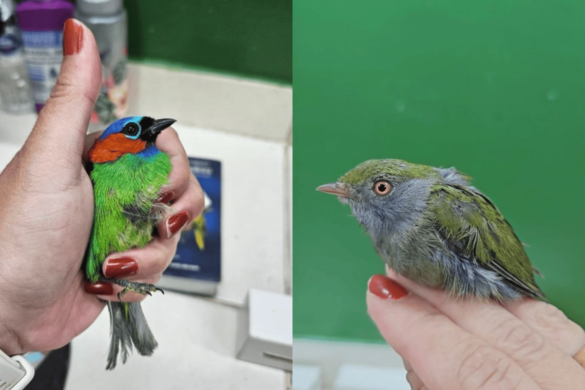 estrangeiro-e-preso-transportando-passaros-vivos-dentro-de-mala-em-sp