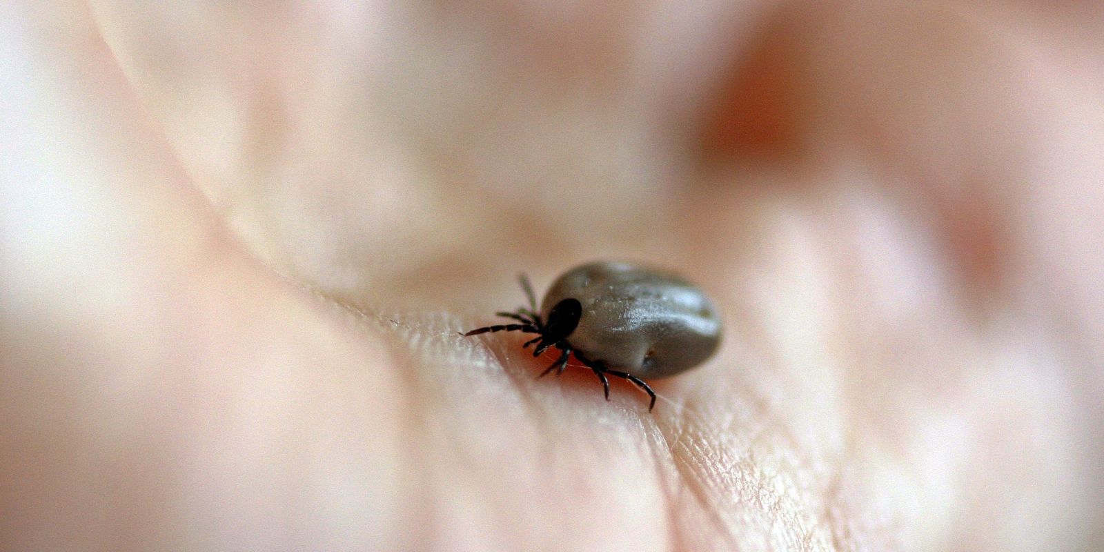 Parque no interior de SP é interditado após mortes por febre maculosa