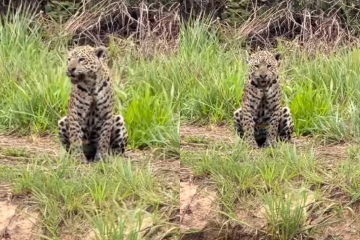 video-de-onca-pintada-chamando-pelo-filhote-viraliza;-assista