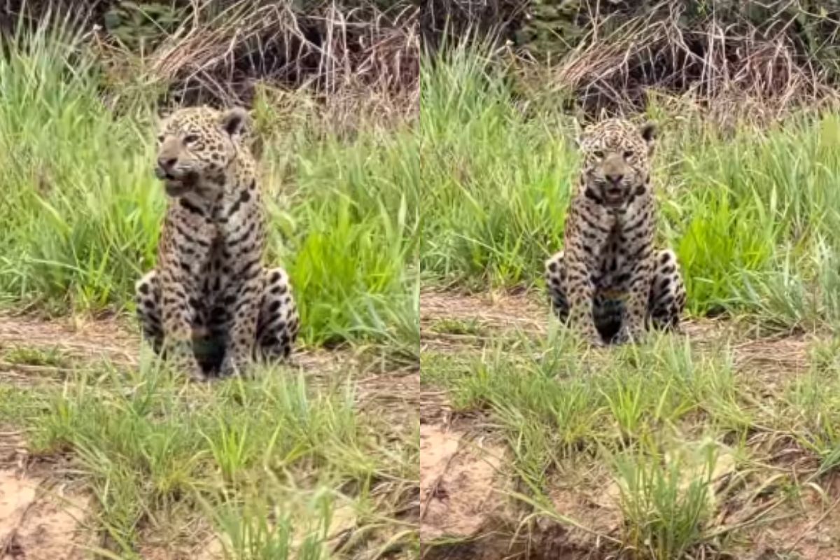 video-de-onca-pintada-chamando-pelo-filhote-viraliza;-assista