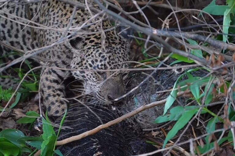 Vídeo: onça que atacou sucuri é vista comendo jacaré vivo no Pantanal