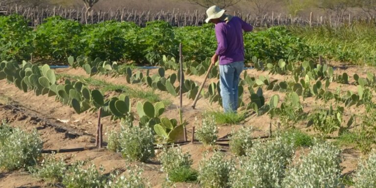 CMN simplifica crédito rural a populações tradicionais e extrativistas