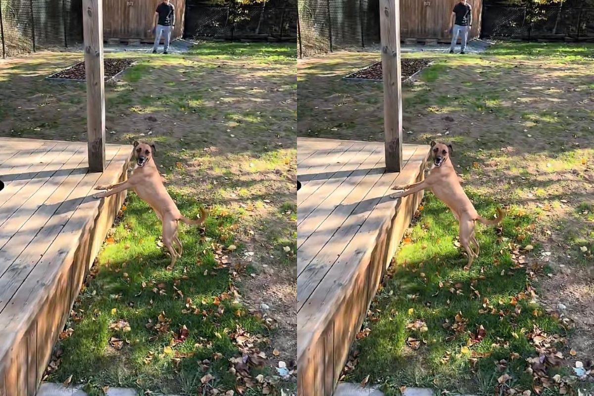 cao-criado-em-apartamento-emociona-web-ao-ver-quintal-pela-1a-vez