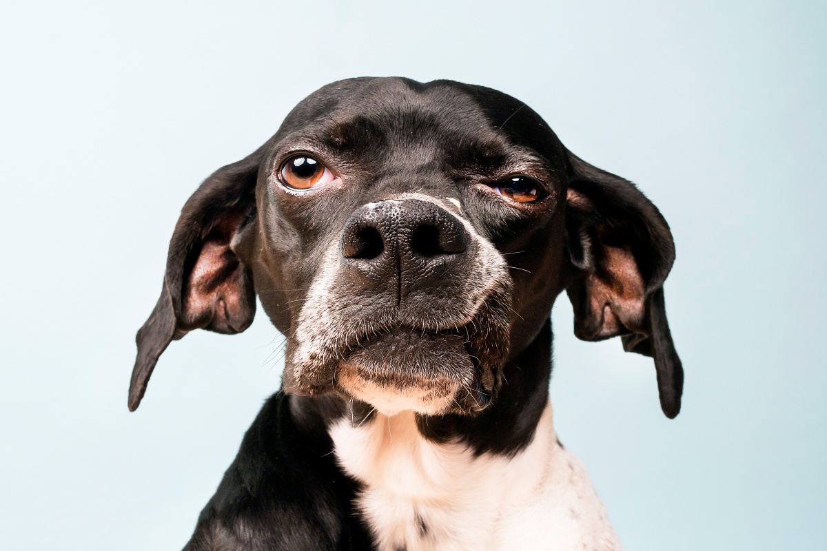 caes-tambem-podem-ter-paralisia-facial;-veterinaria-revela-os-sinais