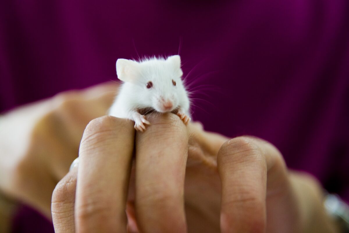 combinacao-de-remedios-pode-aumentar-em-73%-a-longevidade-de-ratinhas