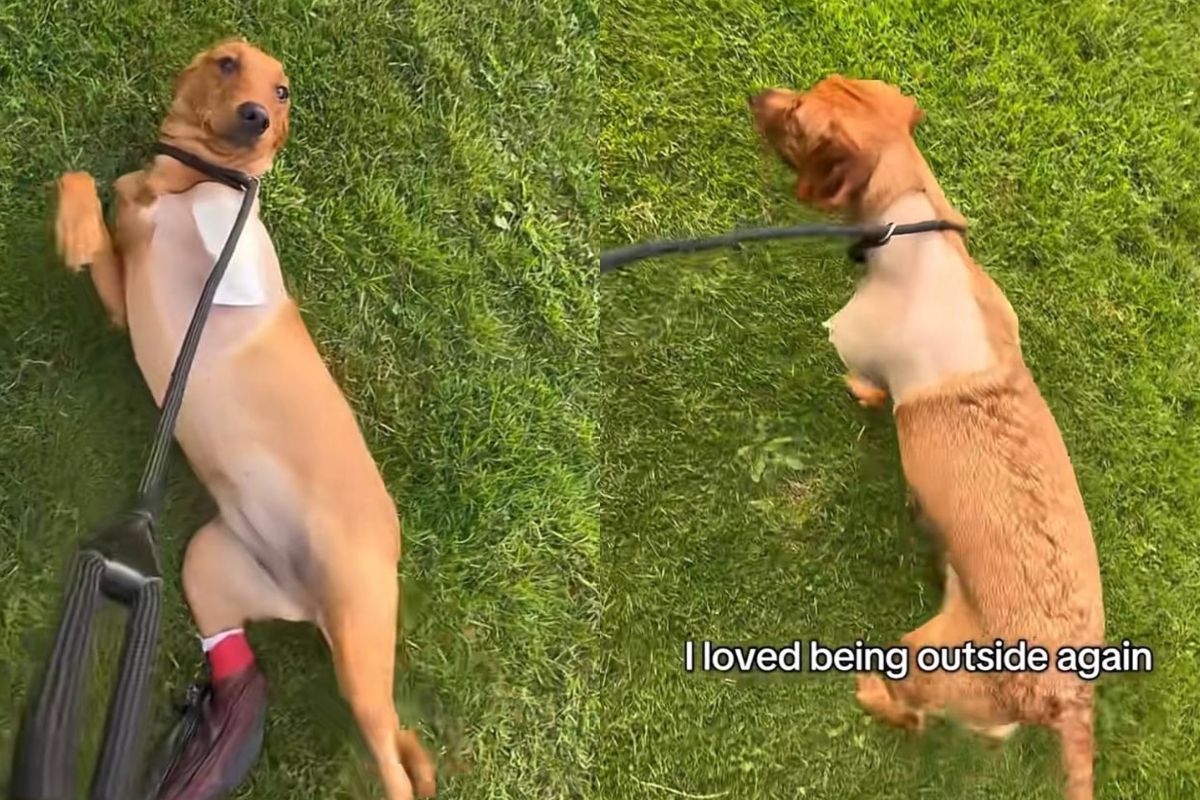 labrador-da-primeiros-passos-apos-amputacao-e-emociona-a-internet