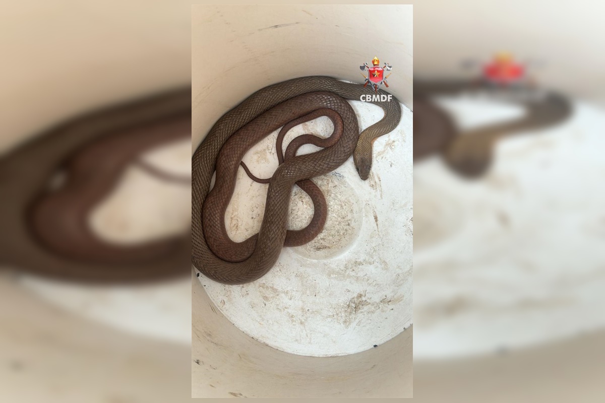 susto-grande:-cobra-aparece-dentro-de-carro-e-assusta-motorista-no-df