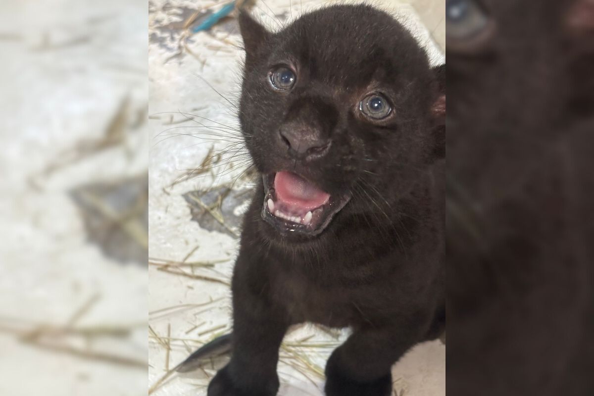 oncas-pintada-com-variacao-genetica-rara-nascem-em-parque-de-sp