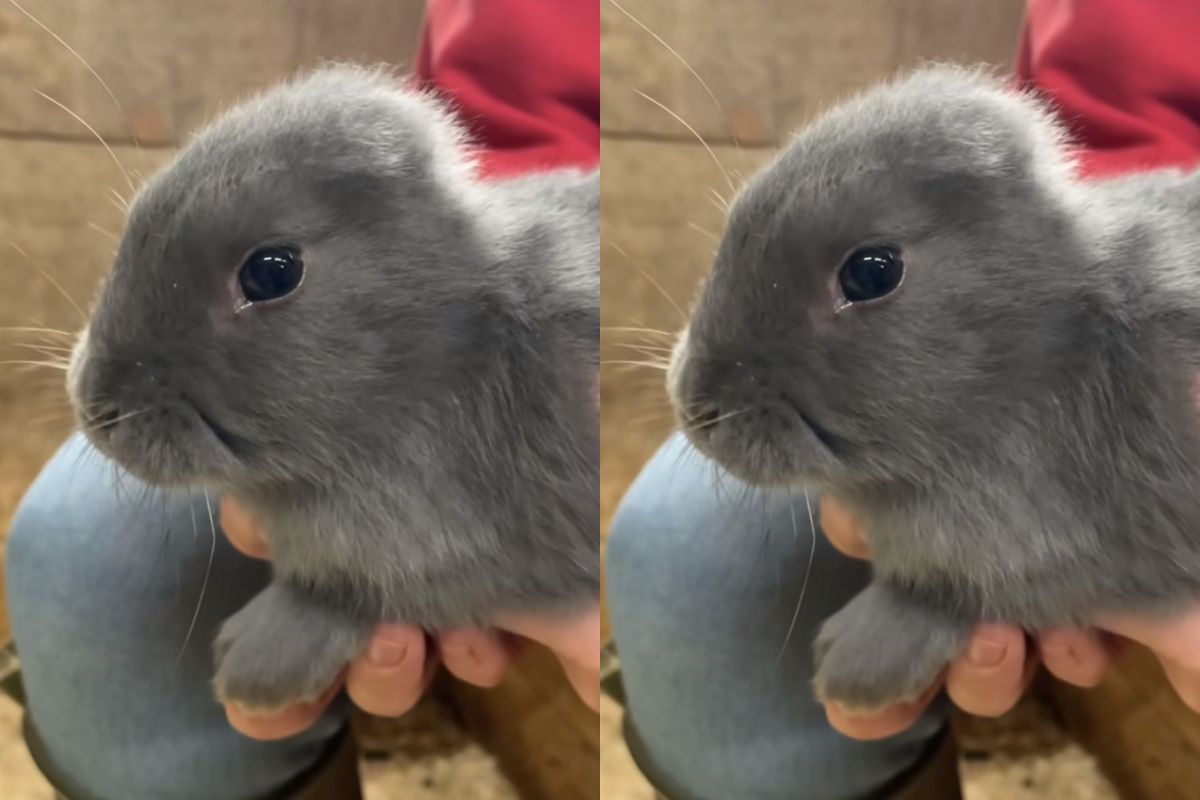 coelho-que-nasceu-sem-orelhas-recebe-presente-inclusivo-de-fazendeira