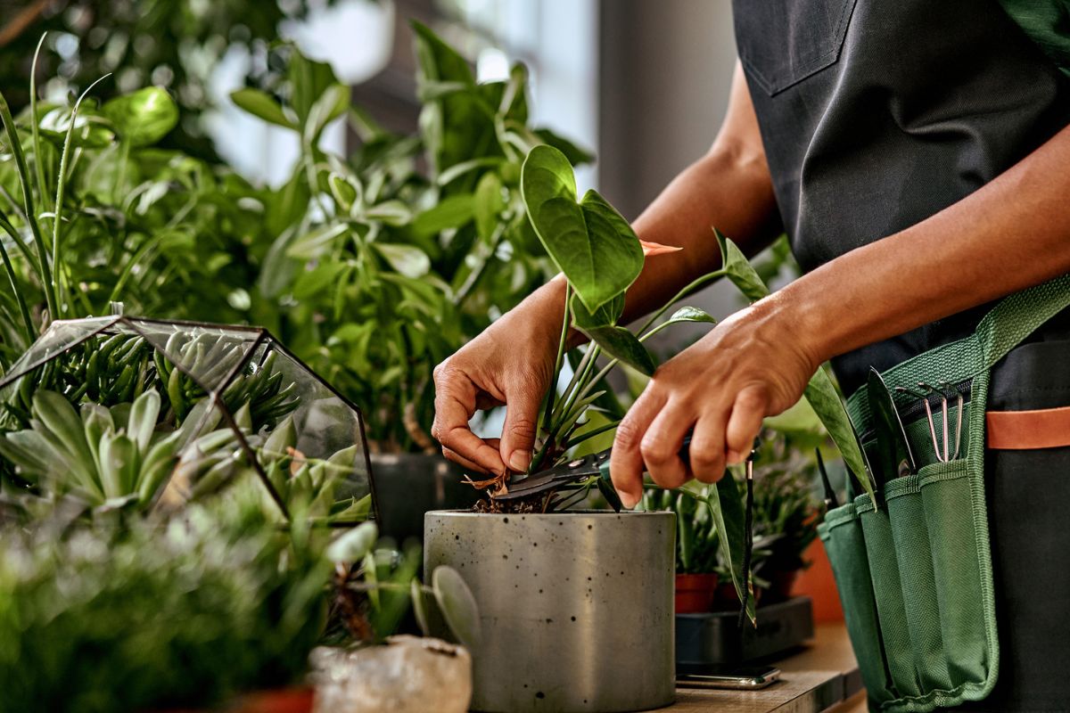 repelente-natural:-7-plantas-que-ajudam-a-manter-os-mosquitos-longe