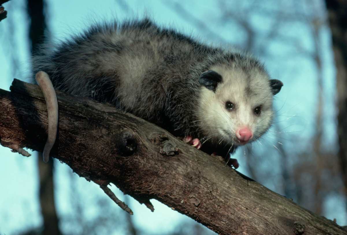 gambas-“invadem”-cidade-e-provocam-enxurrada-de-chamados-aos-bombeiros
