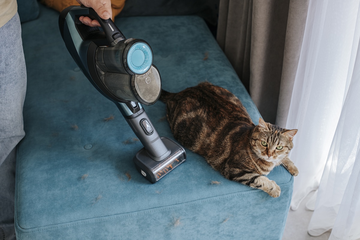 confira-5-racas-de-gato-ideais-para-quem-quer-menos-pelos-em-casa