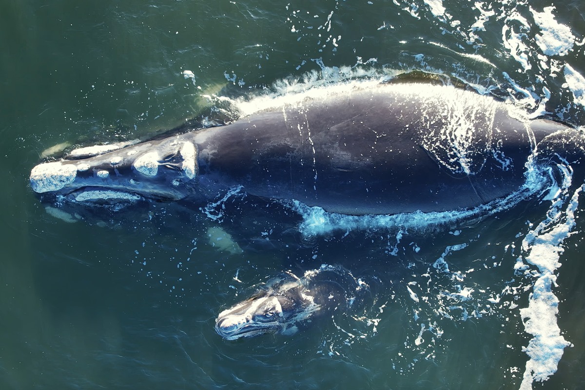 imortais?-estudo-revela-como-baleias-do-artico-vivem-mais-de-200-anos