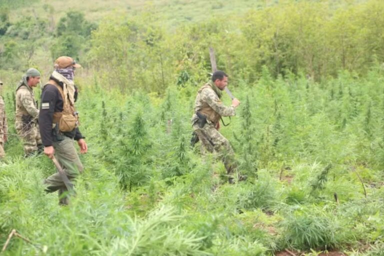 Brasil e Paraguai destroem quase 40 toneladas de maconha em operação