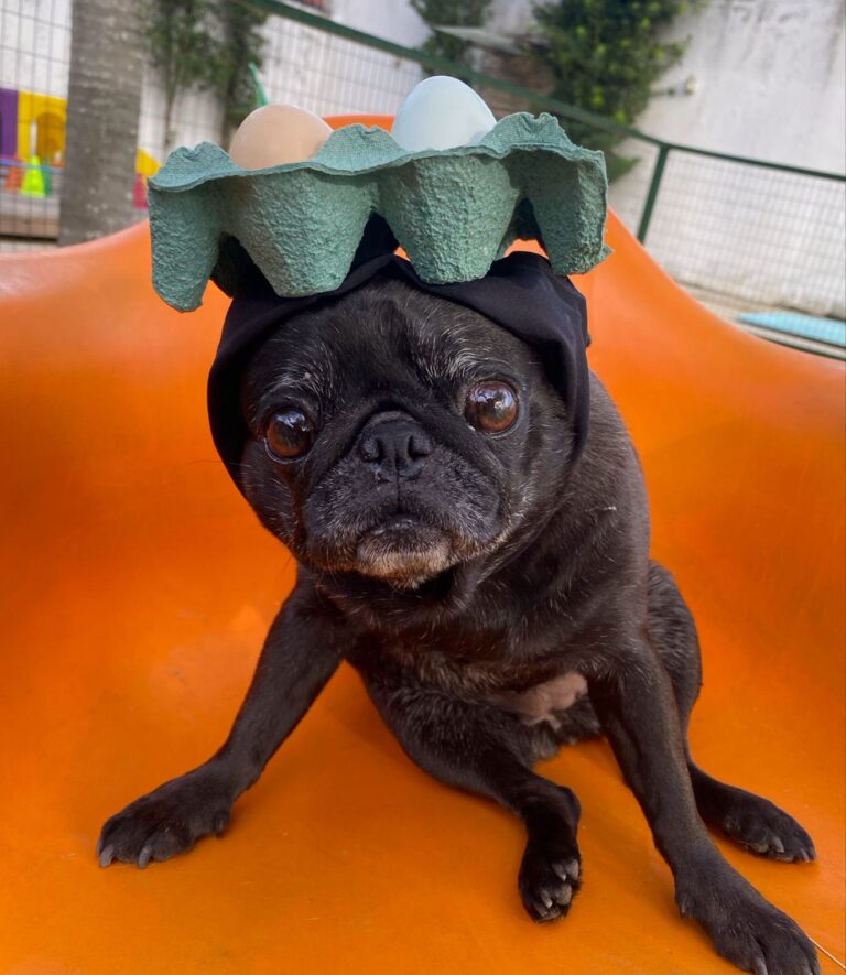 Empresa promove ‘Dia do Cabelo Maluco’ e anima tutores e pets com penteados criativos