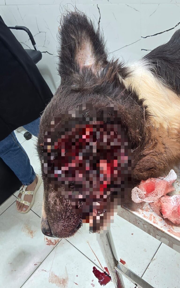 MPAC decidiu investigar o caso