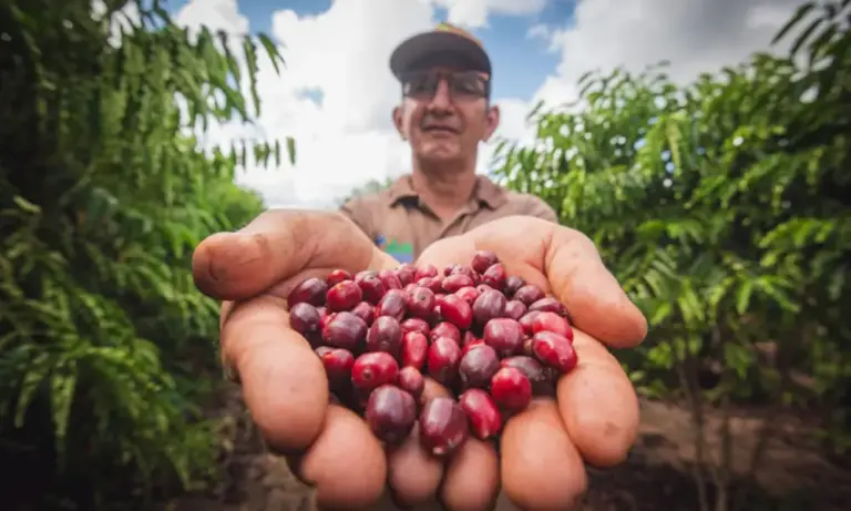 Produção de café no Acre cresce quase 400% em seis anos e chega mais de R$ 139 milhões