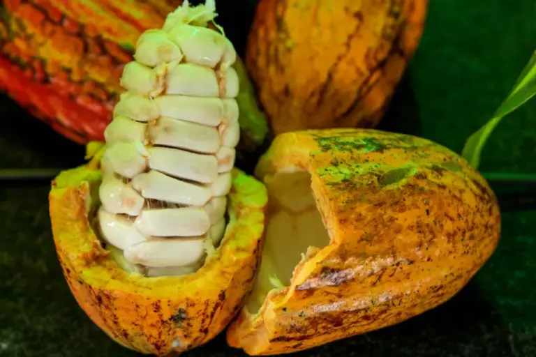 Produtores de Rondônia estão entre os finalistas do Prêmio Nacional do Cacau Especial