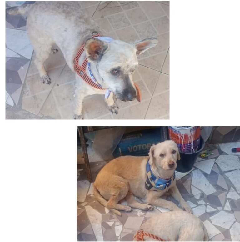 Aposentado viaja do Acre ao Paraná em busca de cães desaparecidos após mudança