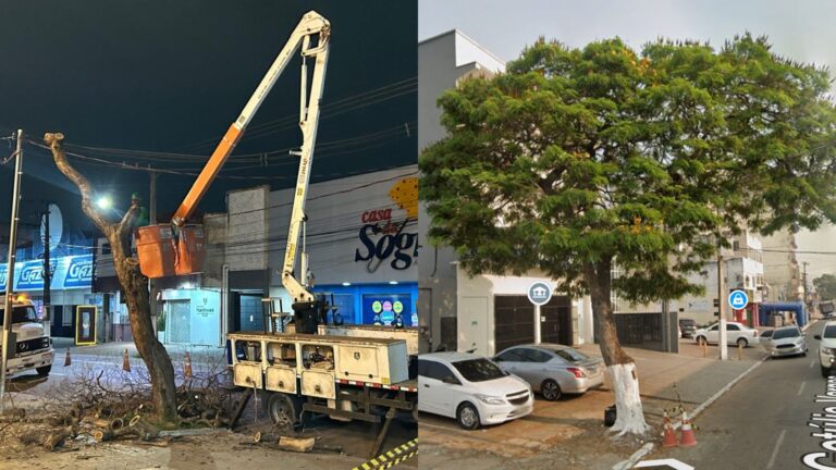 Prefeitura de Rio Branco derruba árvore histórica na Avenida Getúlio Vargas; VÍDEO