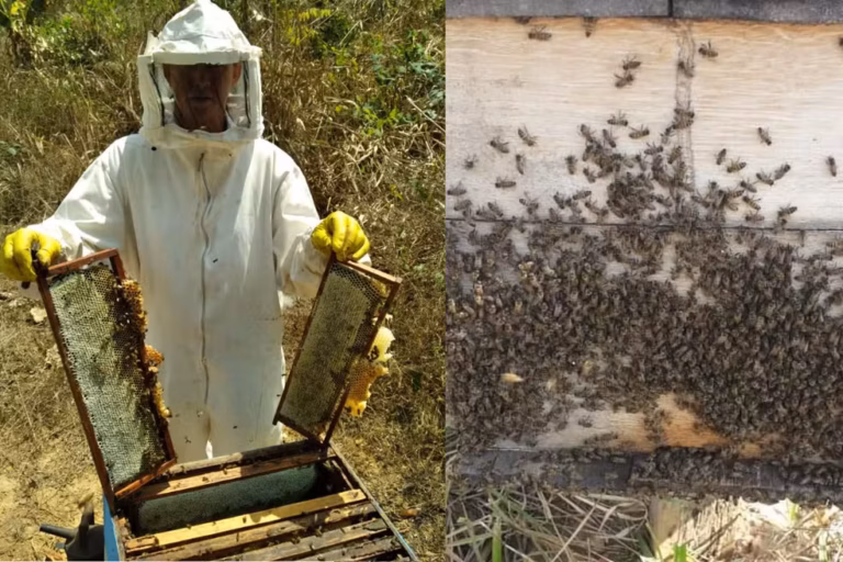 Jovem transforma tradição da família em renda com mel; cooperativa impulsiona vendas em RO