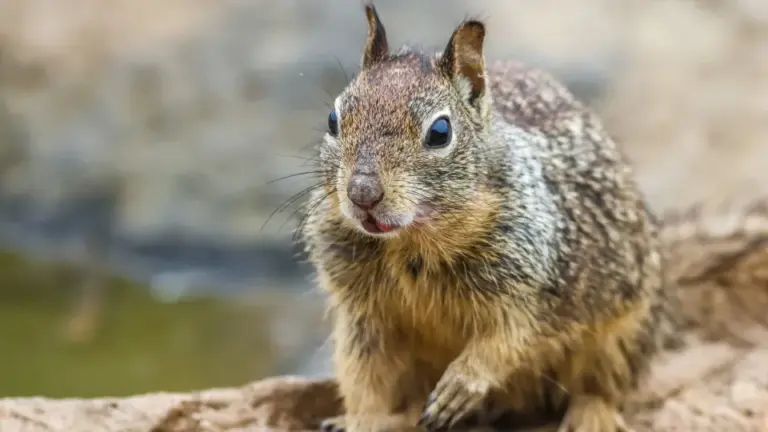 Adolescente é morto durante caça ao ser confundido com esquilo nos EUA