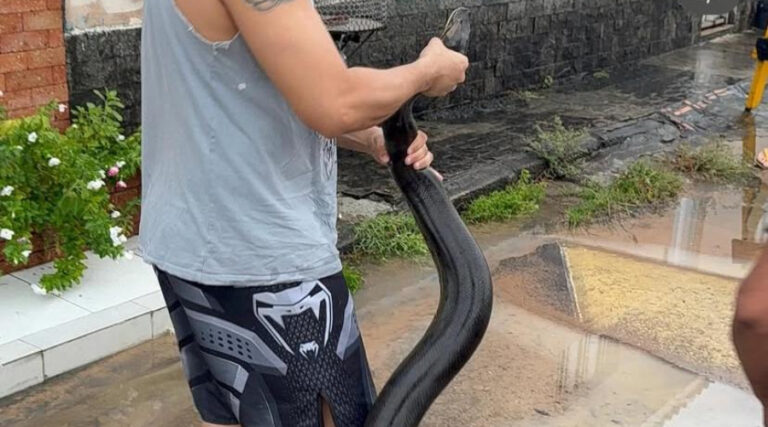 VÍDEO: sucuri de quase quatro metros é vista em rua durante temporal