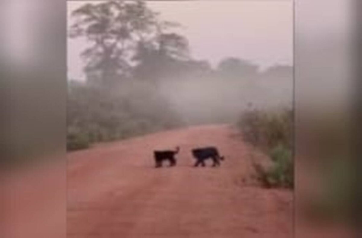 cena-rara:-onca-preta-e-filhote-sao-flagrados-em-estrada-de-mt