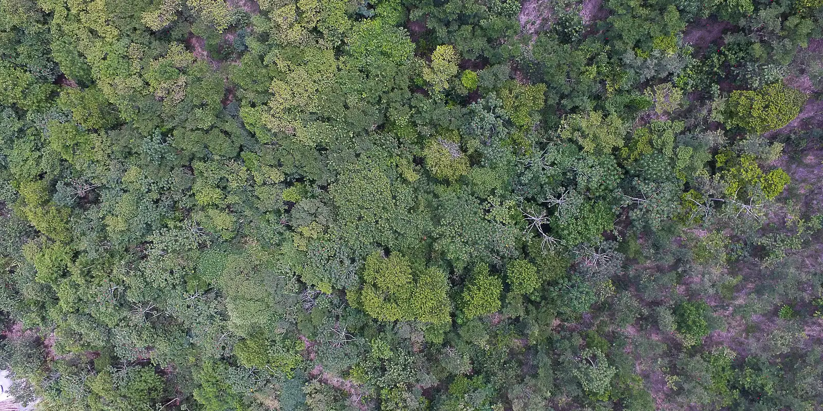 Exposição digital mostra vida nos seis biomas brasileiros