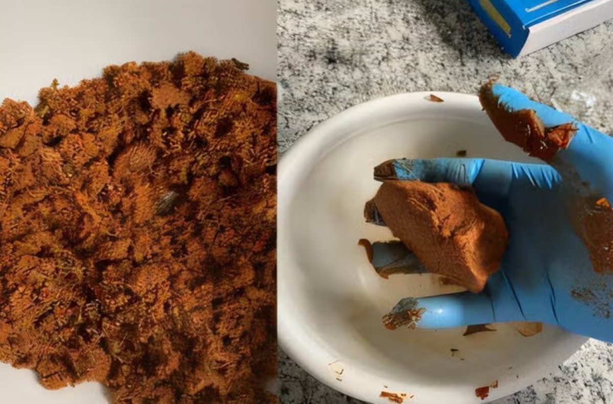 buscando-mais-proteina?-pesquisadores-criam-novo-alimento-proteico