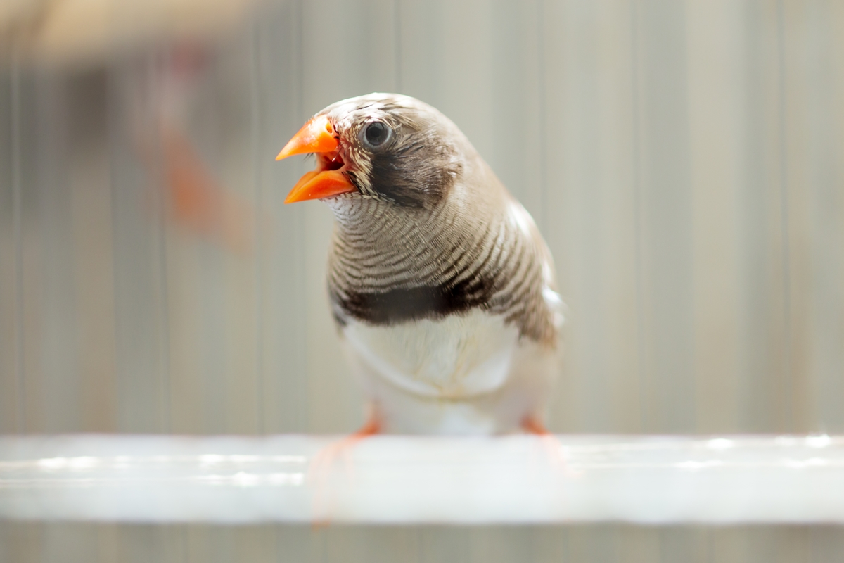 calma,-passarinho!-aves-ficam-impacientes-com-“atraso”-do-sol