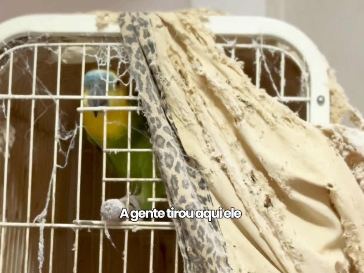 resgate-em-sao-paulo:-papagaio-e-salvo-de-maus-tratos-e-vivera-em-liberdade