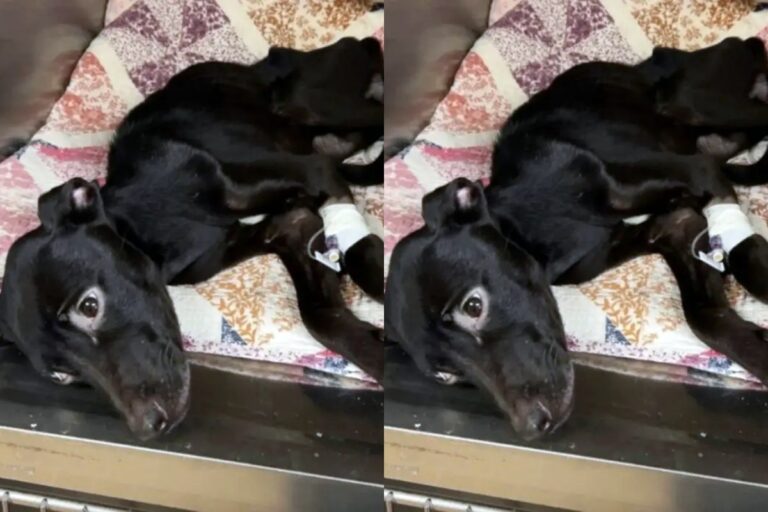 Homem emociona moradores ao salvar cadelinha esquelética e desnutrida