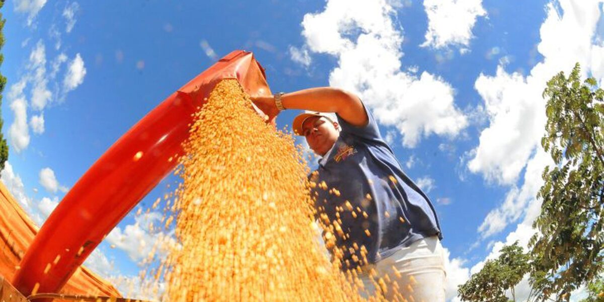safra-deve-recuar-3,7%-em-2026,-depois-de-um-2025-recorde