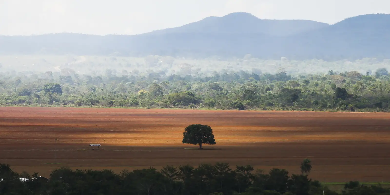 COP30: governo cobra R$ 476 milhões de infratores ambientais
