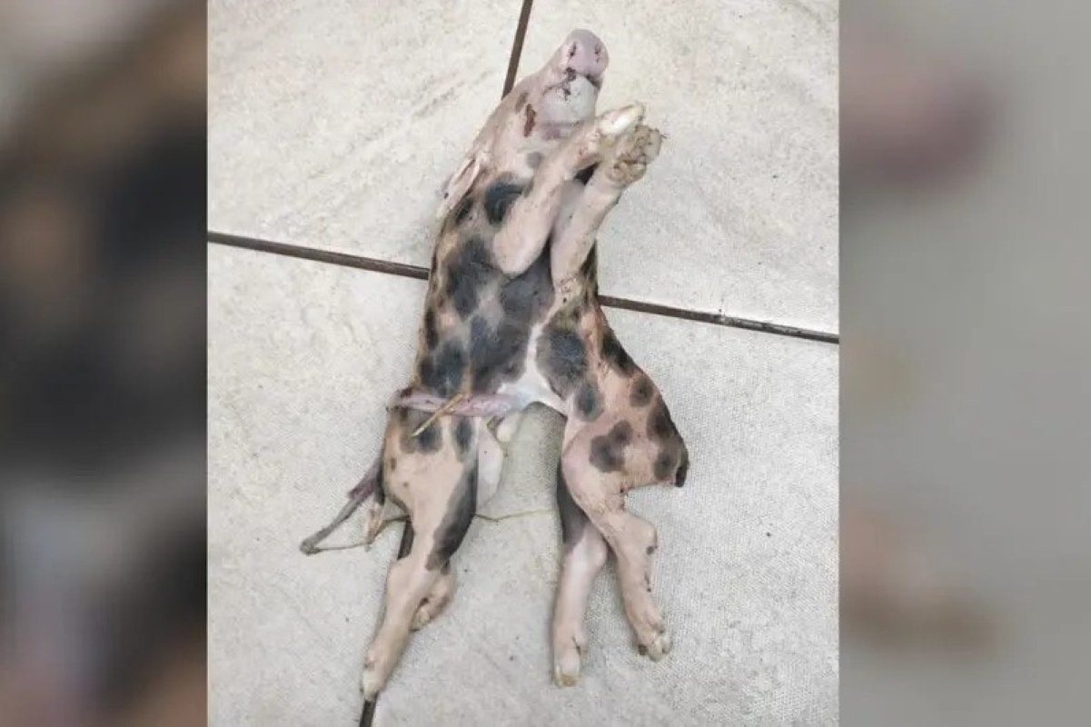 leitao-nasce-com-dois-corpos-e-uma-cabeca-em-santa-catarina