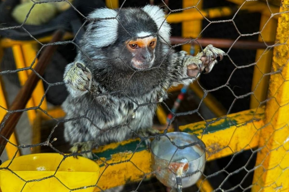 policia-identifica-sagui-comercializado-ilegalmente-no-interior-de-sp