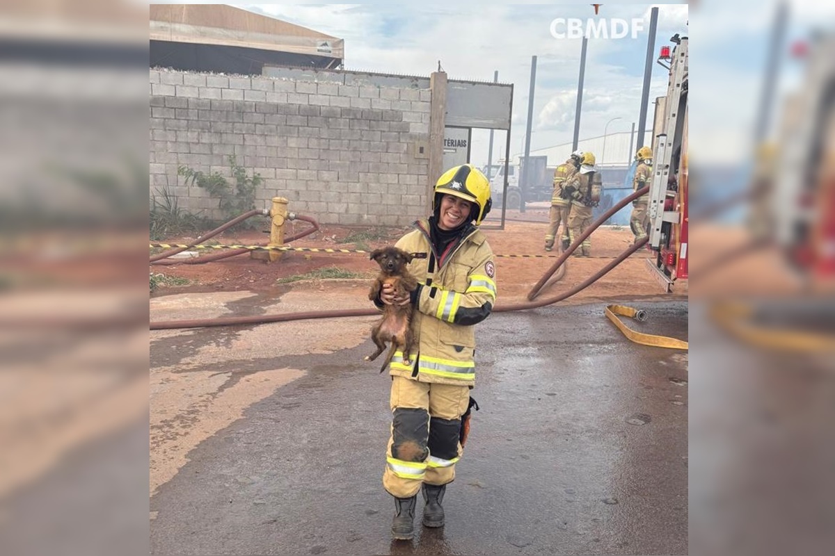 bombeiros-salvam-cinco-filhotes-durante-incendio-em-deposito