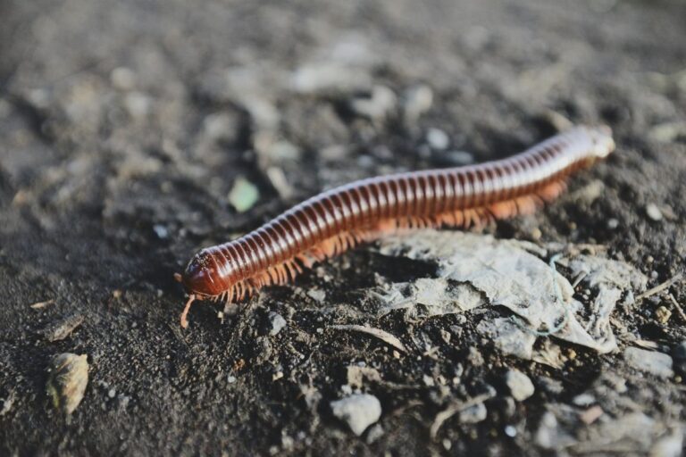 Lacraias: o que explica a presença desses animais em casa
