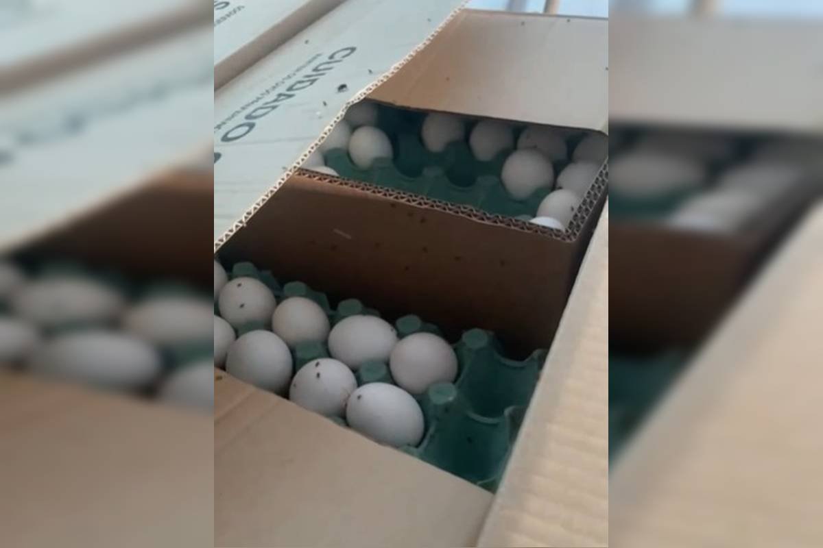 com-moscas-em-ovos-e-falta-de-refrigeracao,-deposito-ilegal-e-fechado