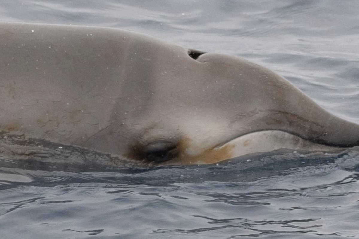 pela-primeira-vez,-especie-de-baleia-rara-e-encontrada-viva-no-mexico