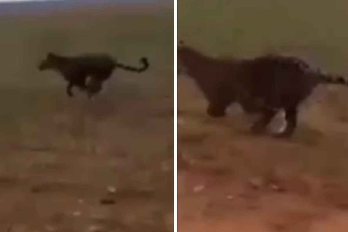 onca-pintada-persegue-carro-e-por-pouco-nao-e-atropelada