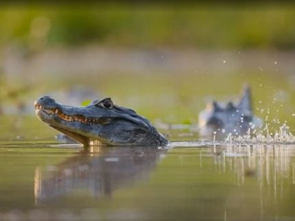 opiniao:-“fantastico”-dedica-cinco-minutos-para-a-danca-do-acasalamento-dos-jacares!