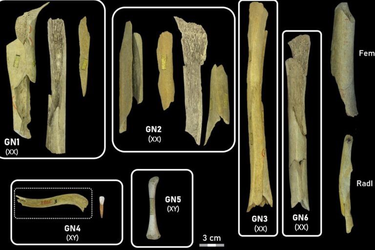 Neandertais praticavam canibalismo seletivo com mulheres e crianças